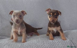 Jack Russell dogs for sale: Miniature jack Russell pups - Image 13
