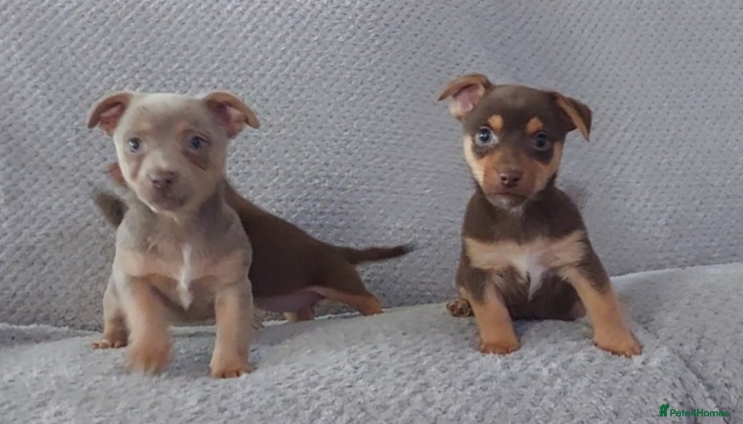 Jack Russell dogs for sale: Miniature jack Russell pups - Image 13
