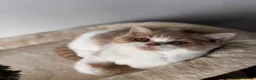 British Shorthair cats for sale: Gorgeous British shorthair,LAST KITTEN 💙💖🏆🏆 - Advert 10