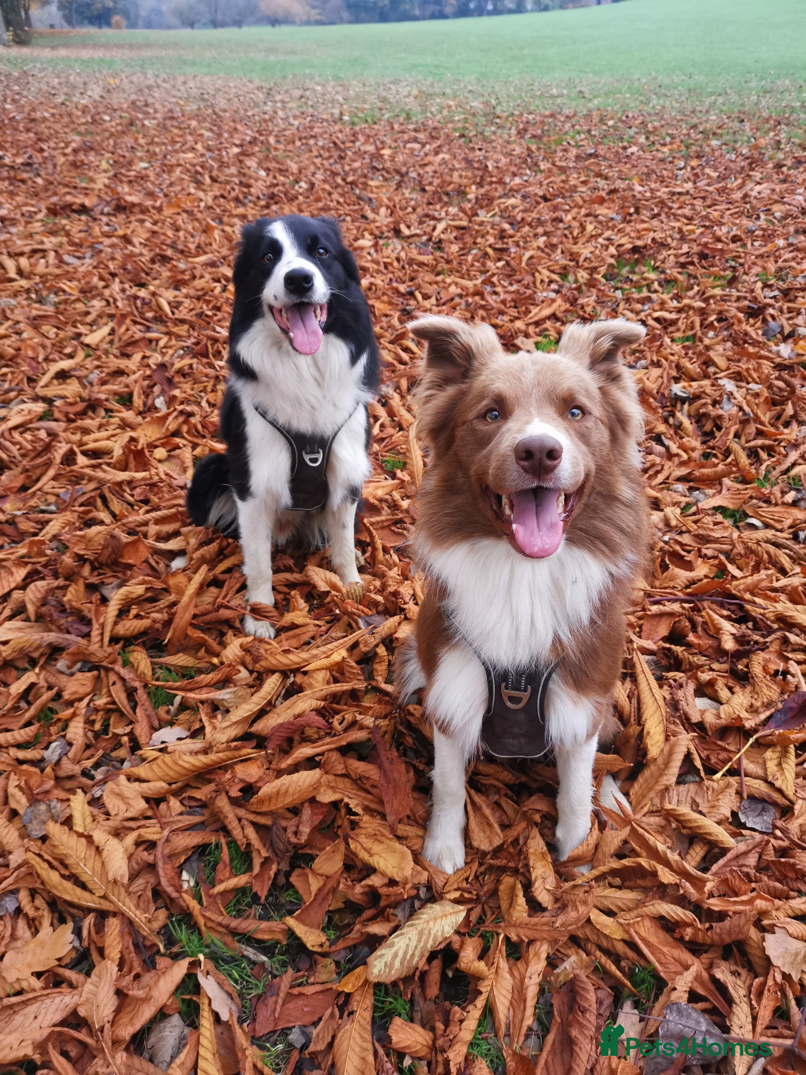 Border Collie dogs STUD DOGS PROVEN Red / Chocolate & Black and White in Bingley - Advert 1