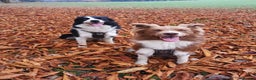 Border Collie dogs for stud: STUD DOGS PROVEN Red / Chocolate & Black and White in Bingley - Advert 1