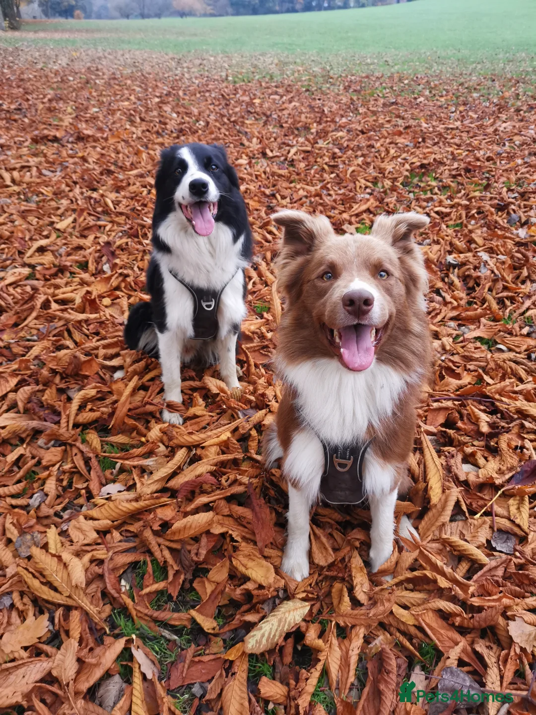 Border Collie dogs for stud: STUD DOGS PROVEN Red / Chocolate & Black and White in Bingley - Advert 1