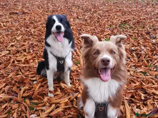 Border Collie dogs STUD DOGS PROVEN Red / Chocolate & Black and White in Bingley - Advert 1
