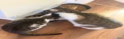 Domestic Shorthair cats for sale: Tabby/white kitten 9 weeks £100 - Advert 4