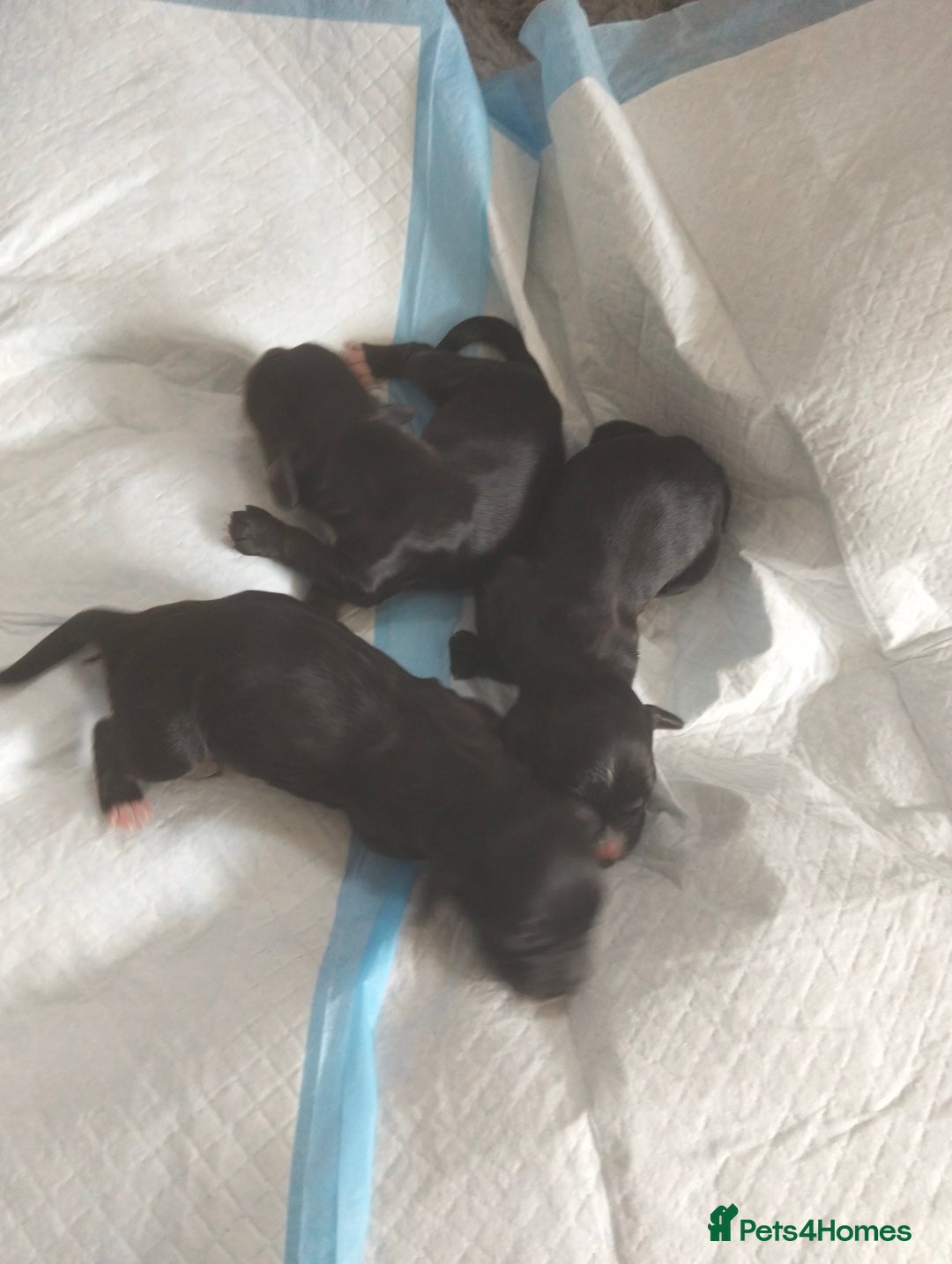 Cocker Spaniel dogs for sale: 7 beautiful cocker spaniels  - Image 8
