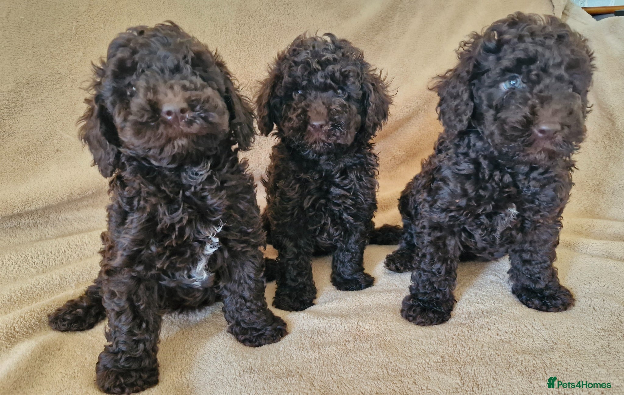 Miniature Poodle dogs Miniature poodle  - Advert 1