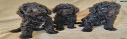 Miniature Poodle dogs for sale: Miniature poodle  - Advert 1