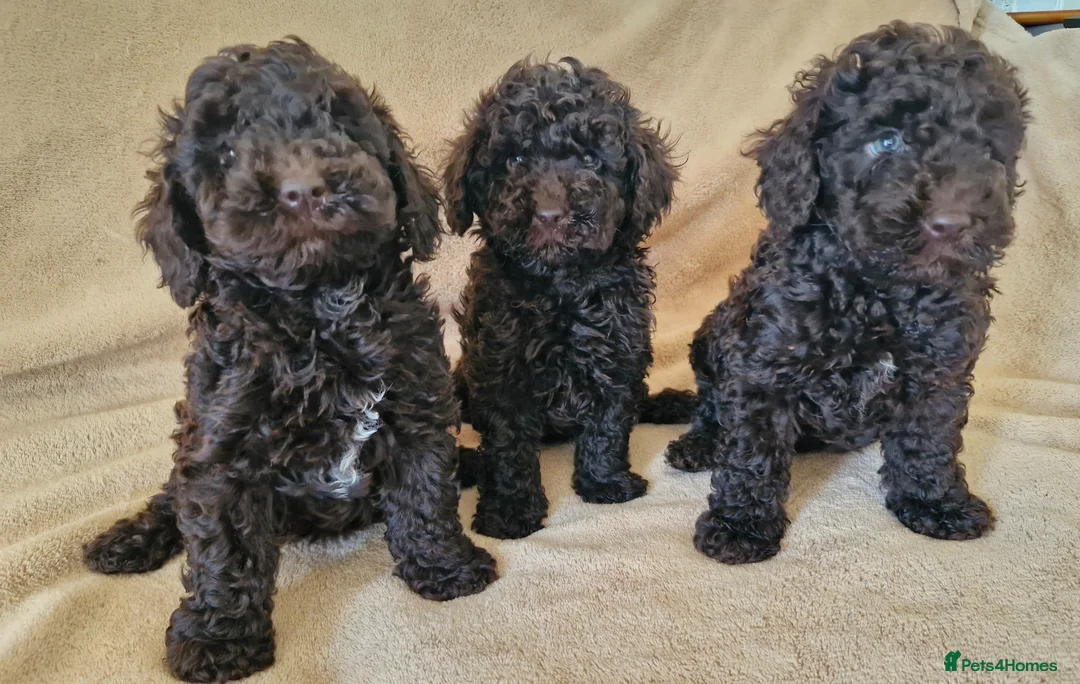 Miniature Poodle dogs for sale: Miniature poodle  - Advert 1