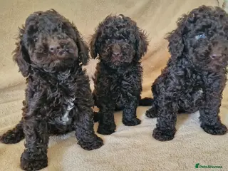 Miniature Poodle dogs Miniature poodle - Advert 1