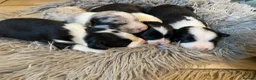 Sprollie dogs for sale: ⚡️Stunning Sprollie Puppies⚡️ - Advert 7