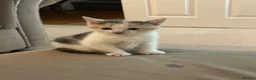Mixed Breed cats for sale: Beautiful Calico and bicolour Kittens!! - Advert 9