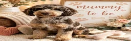 Cavapoo dogs for sale: DNA health tested Beautiful F1b Cavapoos - Advert 2