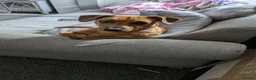 Mixed Breed dogs for sale: Mixed breed  - Advert 3