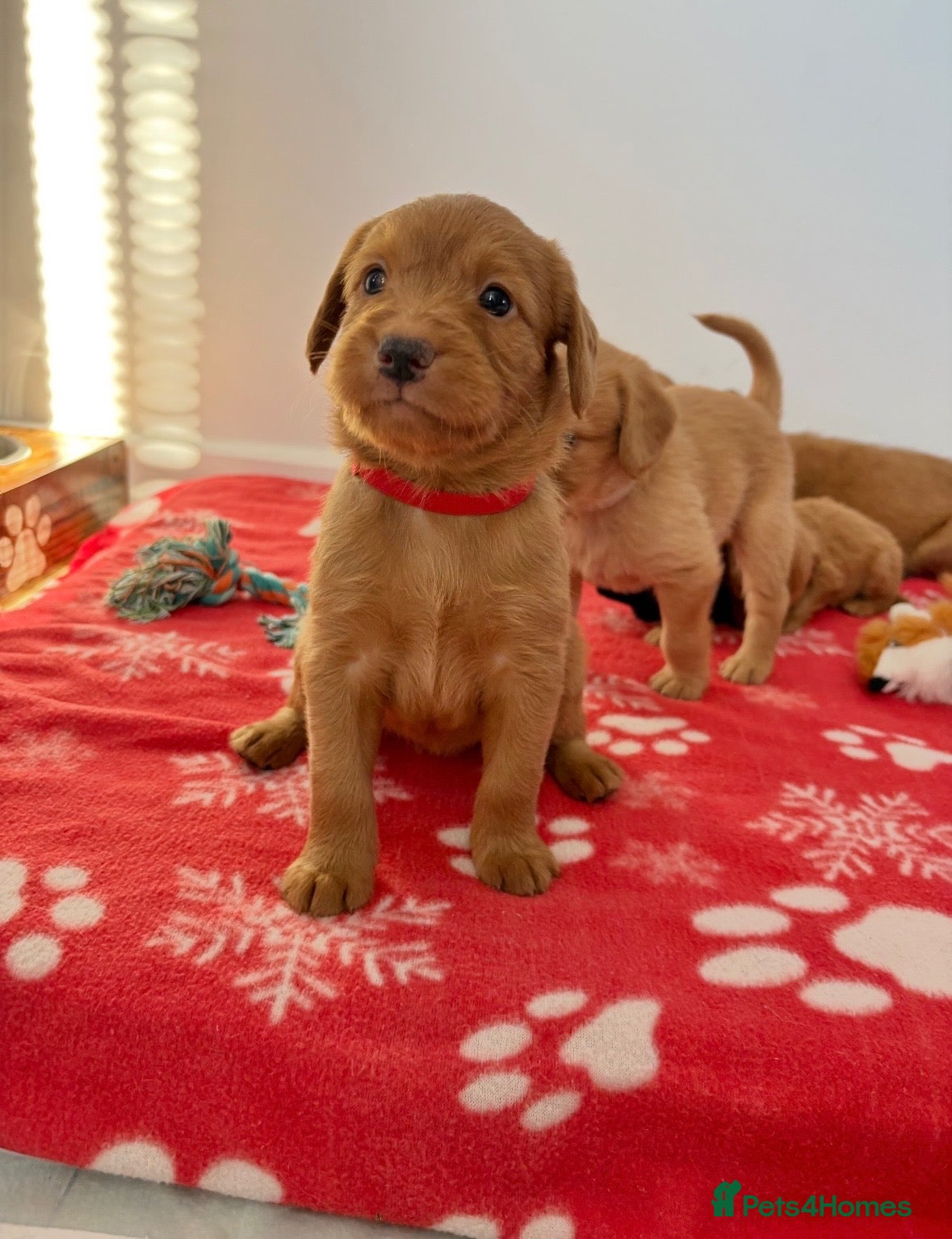 Labradoodle dogs Extensively Health Tested F1 Miniature Labradoodle - Advert 1