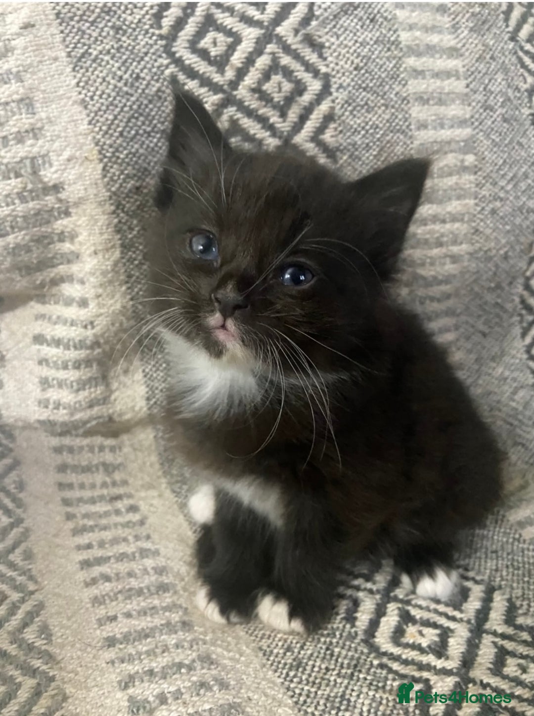 Maine Coon cats for sale:  3 Beautiful Maine coon mix kittens left for sale  - Advert 3