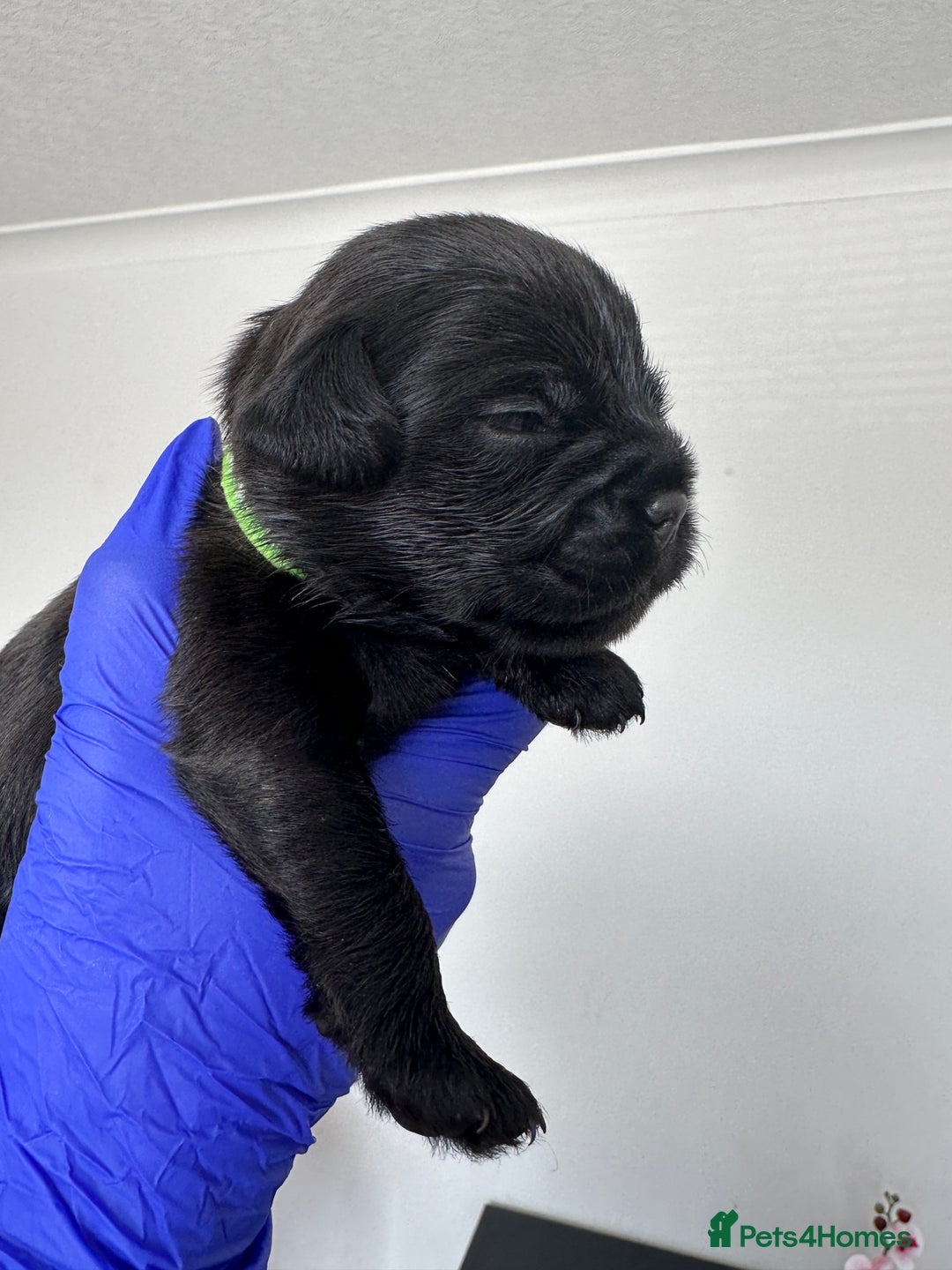 Mixed Breed dogs for sale: 8 Frenchies/cockapoo puppies for sale  - Image 4