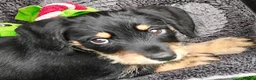 Mixed Breed dogs for sale: Mini Schnauzer X Mini Daschund puppies  - Advert 18