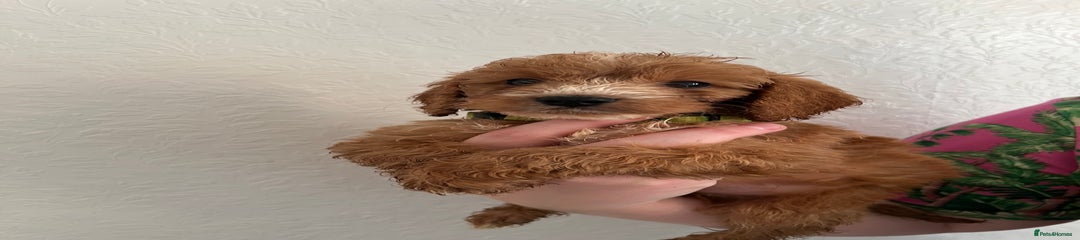 Cockapoo Puppy 1