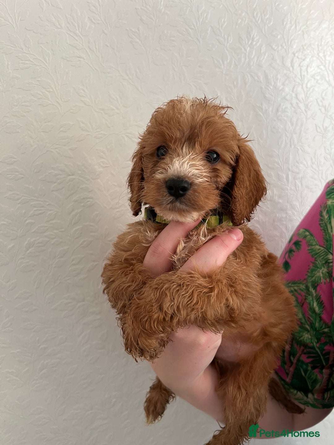 Cockapoo dogs for sale: Fluffy F1 puppies ready 27-09  - Image 2