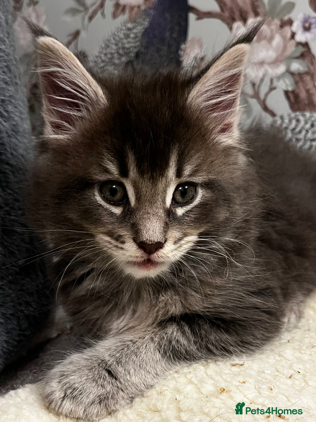 Maine Coon cats for sale:  Pedigree Maine Coon kittens - Advert 28