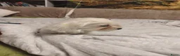 Maltese dogs for sale: New warm home's  in Plymouth - Advert 3