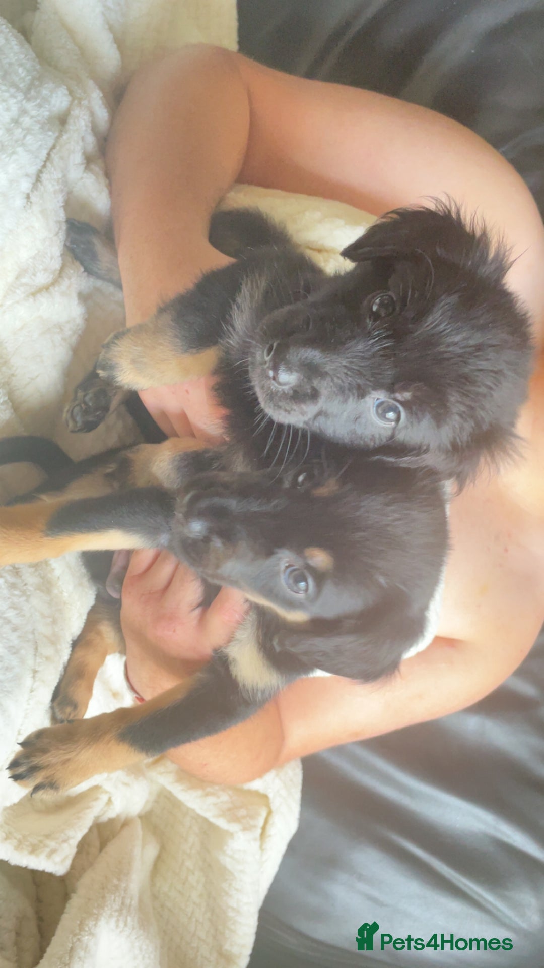 Mixed Breed dogs for sale: Mother cocker spaniel father German Shepherd - Image 2