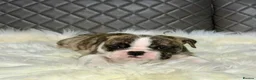 English Bulldog dogs for sale: Gorgeous English Bulldog Puppies Available in Manchester - Advert 14