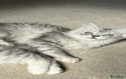 Mixed Breed cats for sale: Persian x Ragdoll kittens - Image 25
