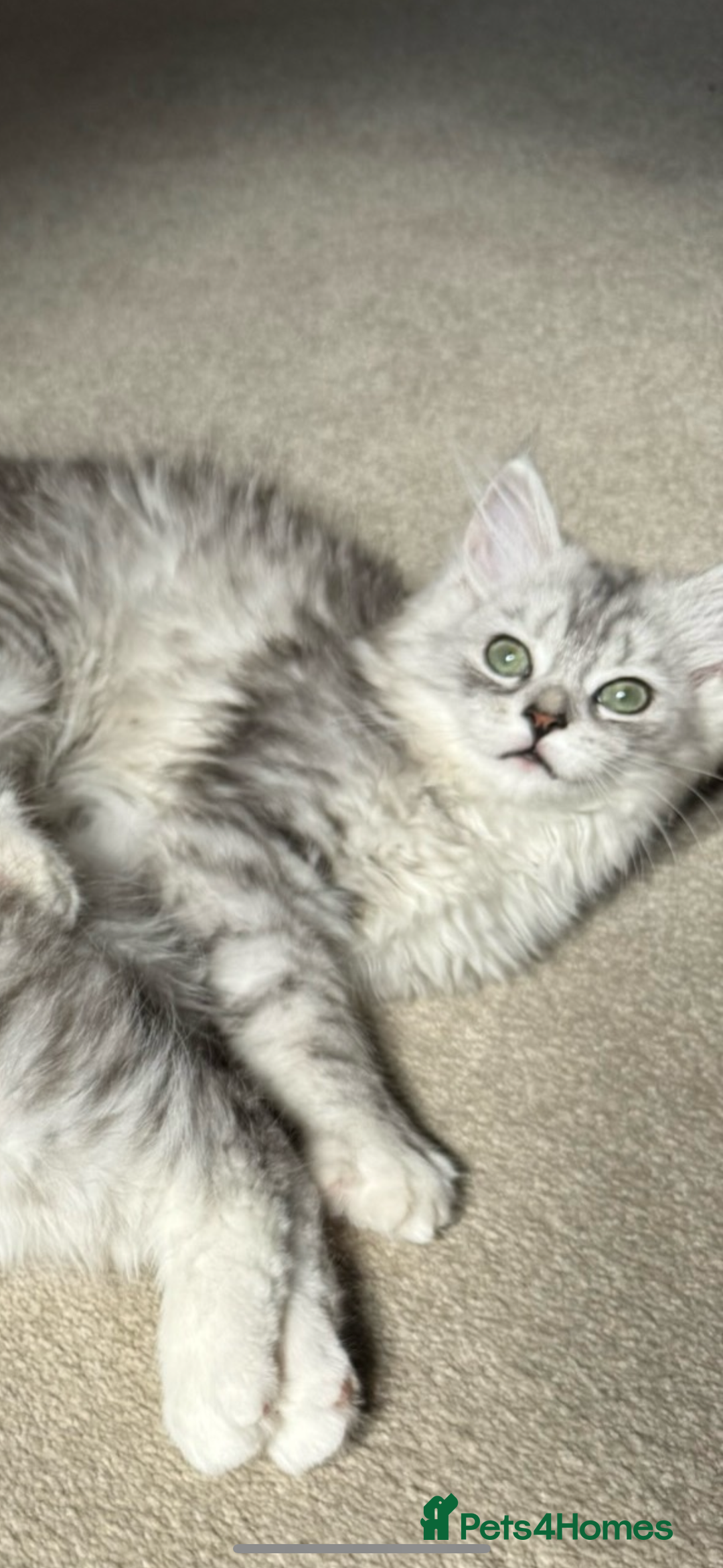 Mixed Breed cats for sale: Persian x Ragdoll kittens - Image 25
