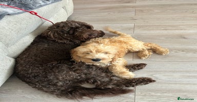 Cockapoo dogs - Advert 12