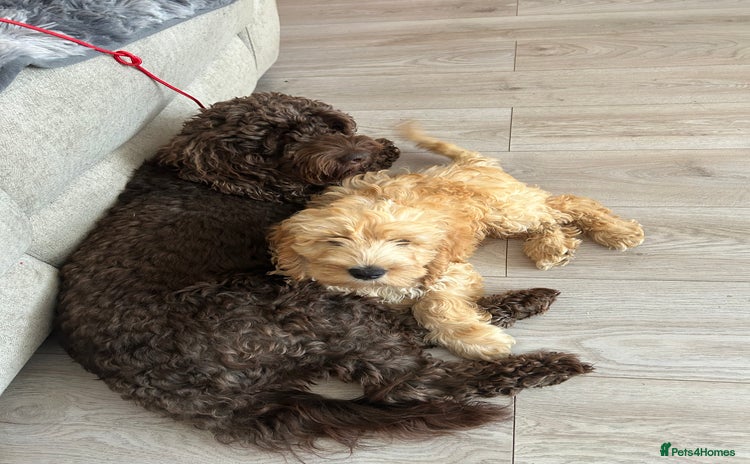 Cockapoo dogs - Advert 1