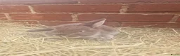 Mini Lop rabbits for sale: **mini lops ready now ** - Advert 4