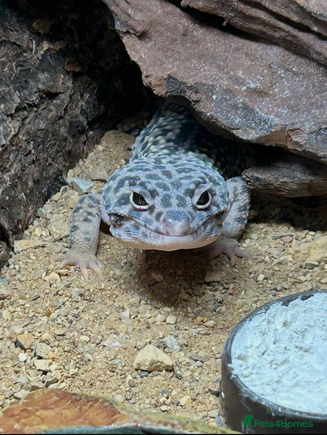 Gecko reptiles for sale: Leopard Gecko W/ Set Up 🦎 in Colchester - Advert 1