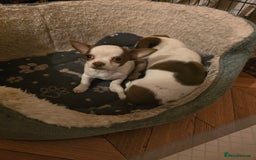 Chihuahua dogs for sale: Lovely Chihuahua Puppies looking for a Loving Home - Image 11
