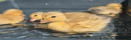 Chickens poultry for sale:  silkie chick's, polish chick's Available  - Advert 21