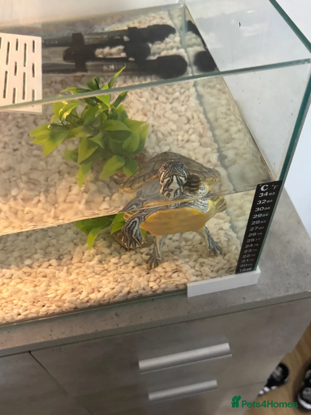 Turtle reptiles for sale: Florida Cooter in Cannock - Advert 3
