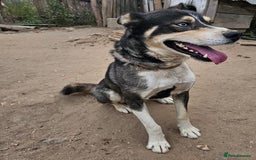 Mixed Breed dogs for adoption: ROCKY, a Lovely Boy - for a Loving Home - Image 5