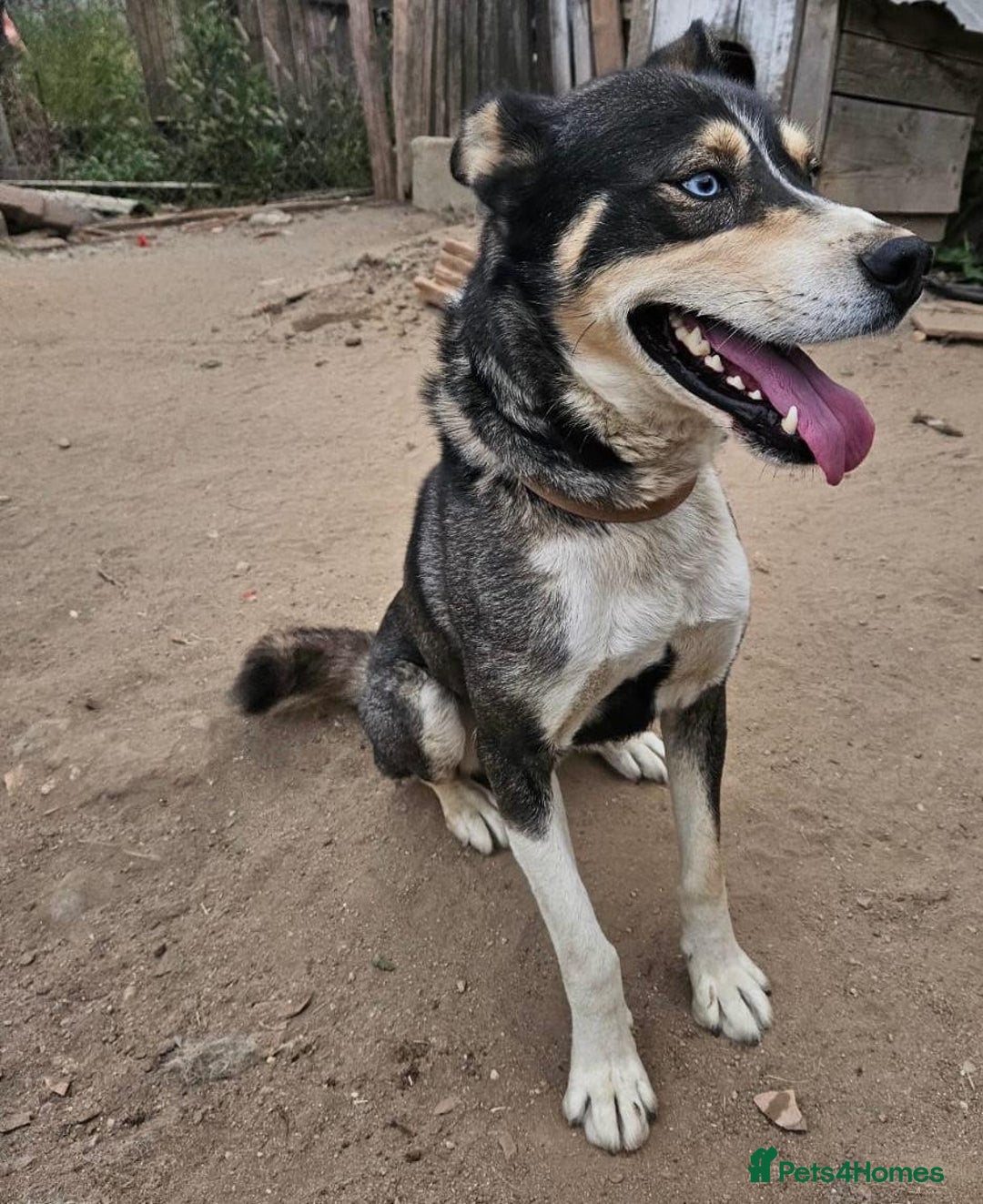 Mixed Breed dogs for adoption: ROCKY, a Lovely Boy - for a Loving Home - Image 5