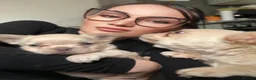 French Bulldog dogs for sale: The Male is having chocolate testable gene - Advert 5