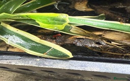 Frog reptiles for sale: Oophaga Pumilio Almirate  - Image 2