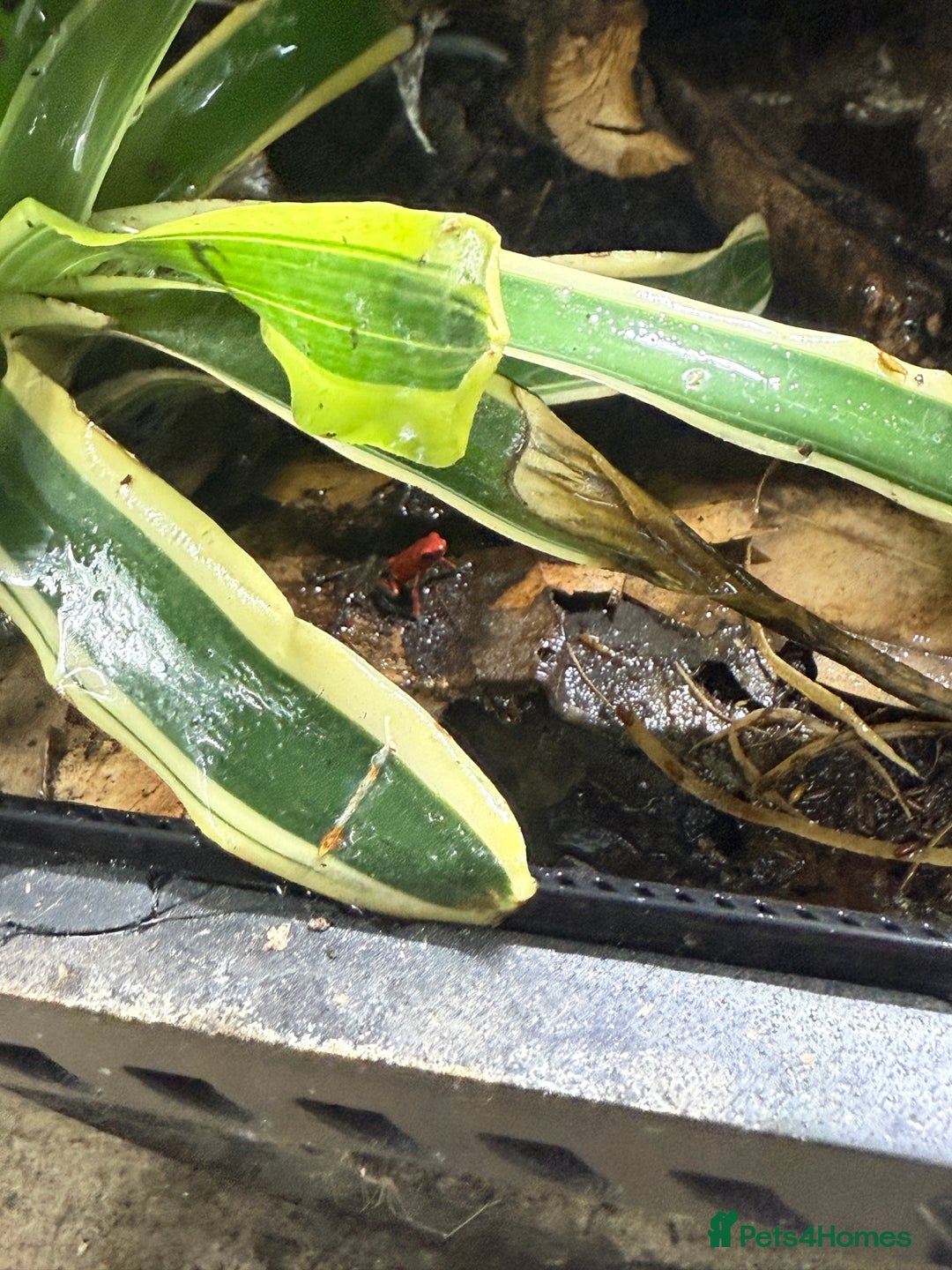 Frog reptiles for sale: Oophaga Pumilio Almirate  - Image 2