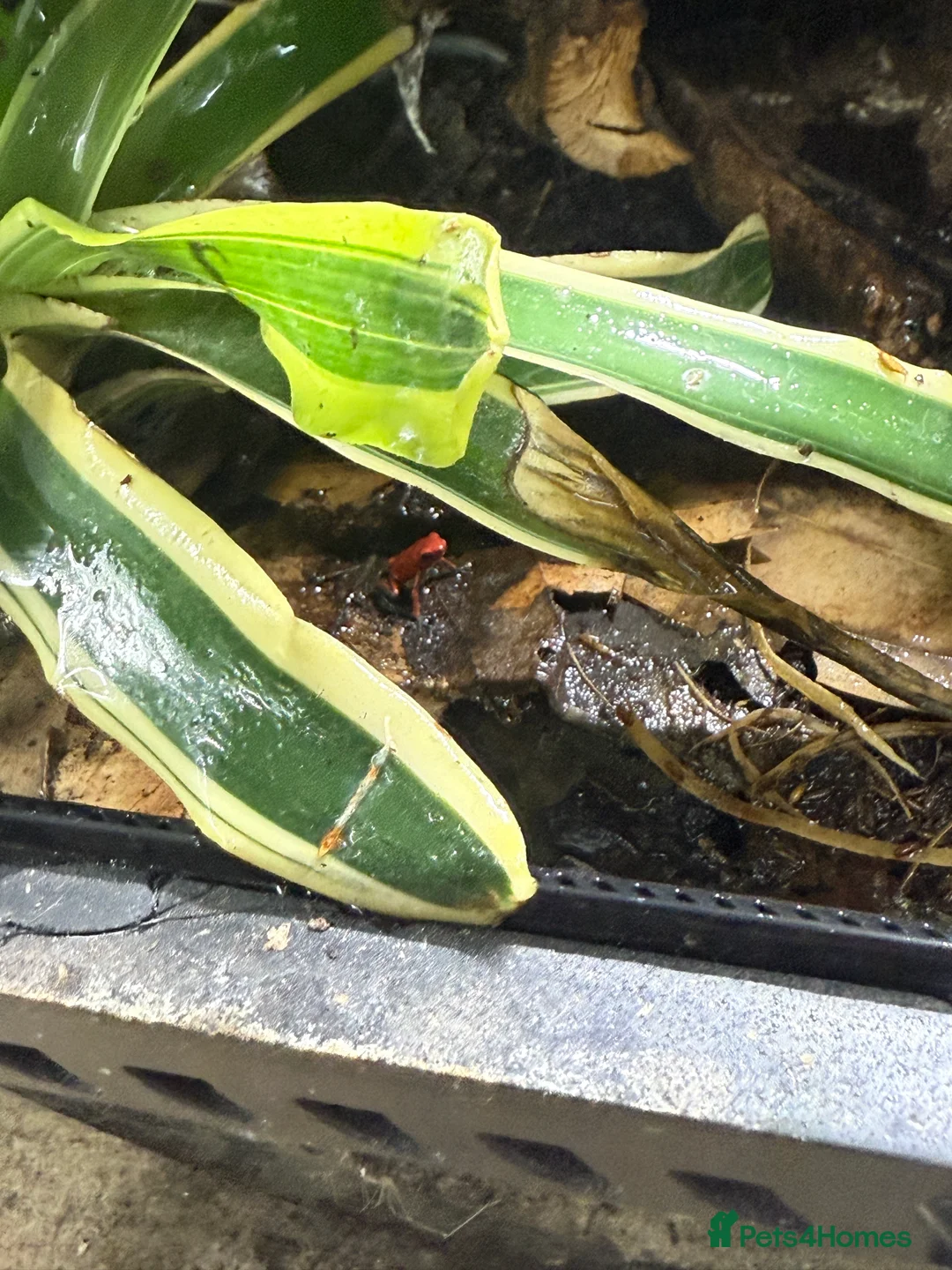 Frog reptiles for sale: Oophaga Pumilio Almirate  - Advert 2