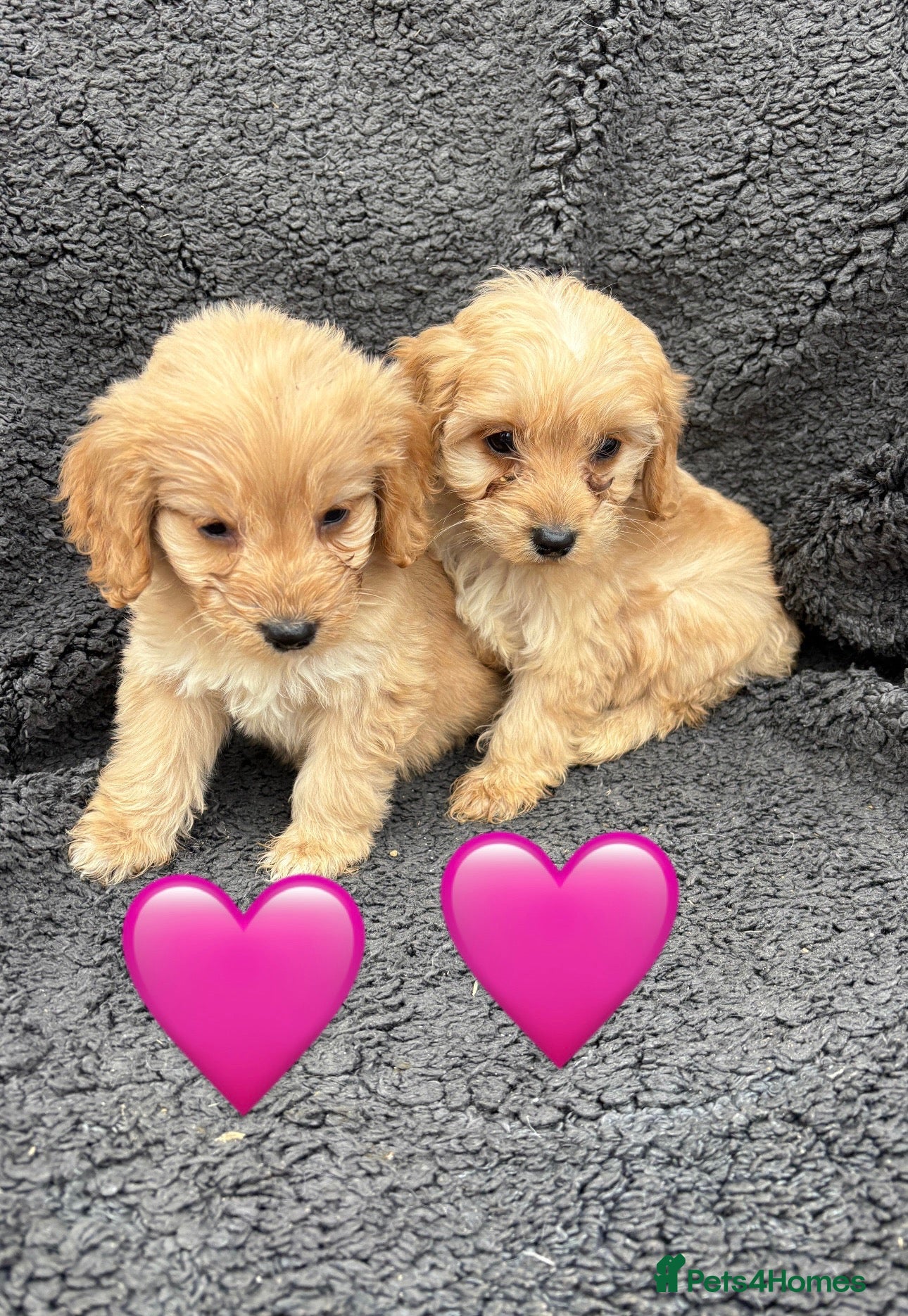 Cockapoo dogs for sale: 3 adorable Cockerpoo puppies  - Advert 2