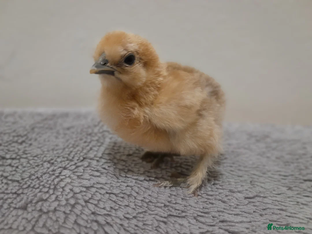 Chickens poultry for sale: Bantam Silkie Hatching Eggs Collection/Posted - Advert 5
