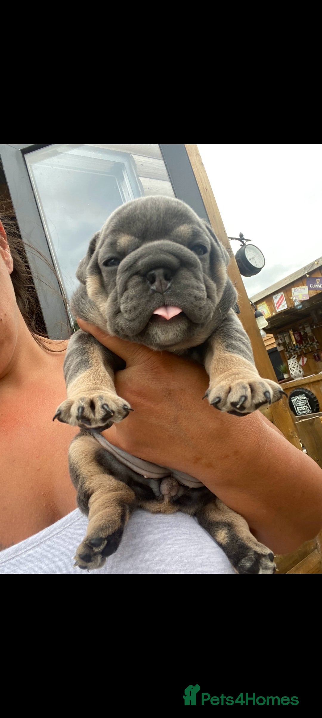 English Bulldog dogs for sale: KC REGISTERED ENGLISH BULLDOGS  - Image 8