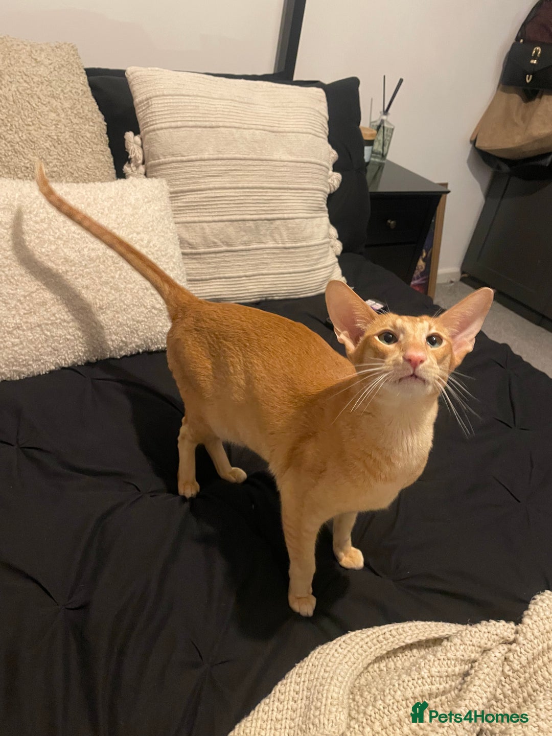 Oriental cats for sale: Male neutered oriental cat  - Image 4