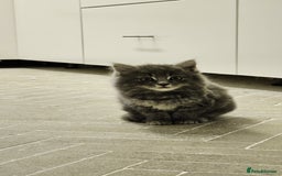 Mixed Breed cats for sale: Fluffy kittens for sale - Image 11