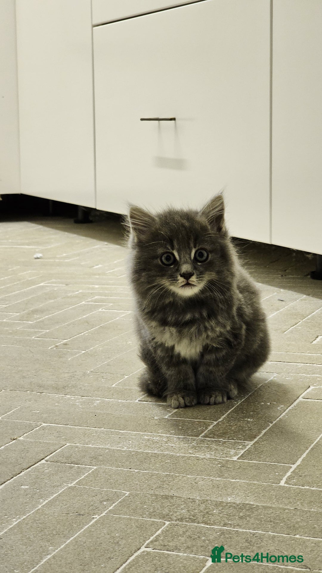 Mixed Breed cats for sale: Fluffy kittens for sale - Image 11