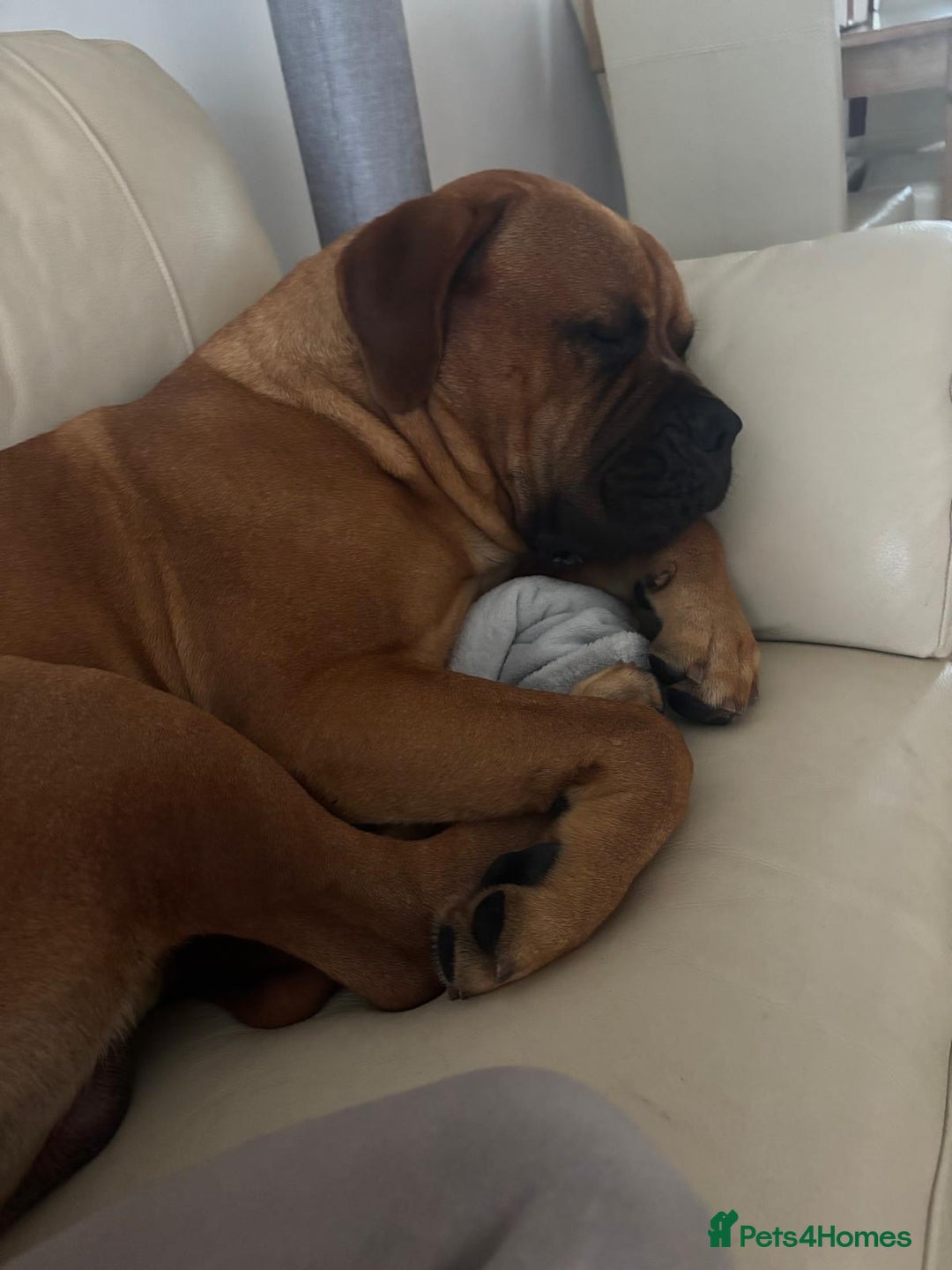 Bullmastiff dogs for stud: Bullmastiff for Stud - Advert 13