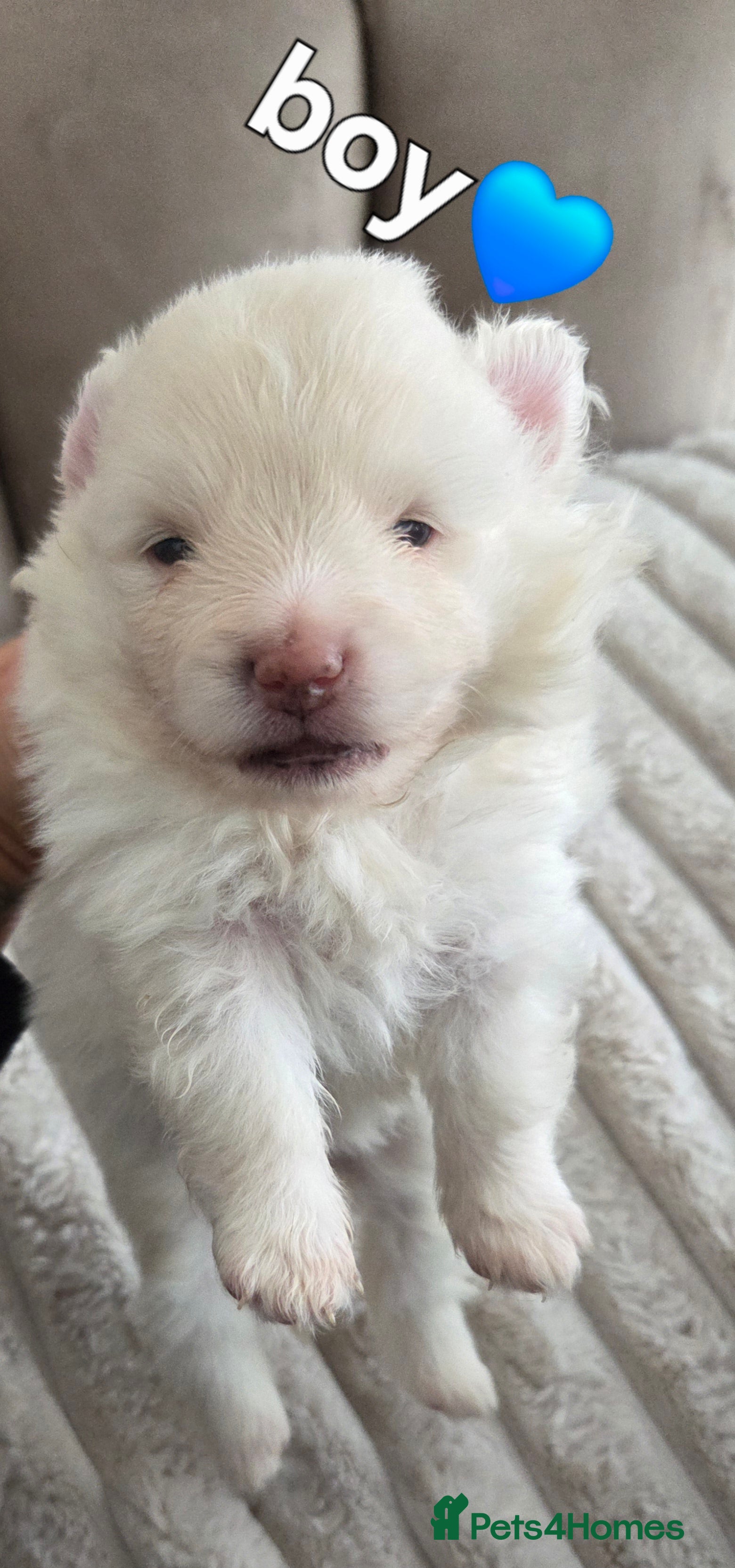 Pomeranian dogs Our beautiful litter of rainbow poms  - Advert 11